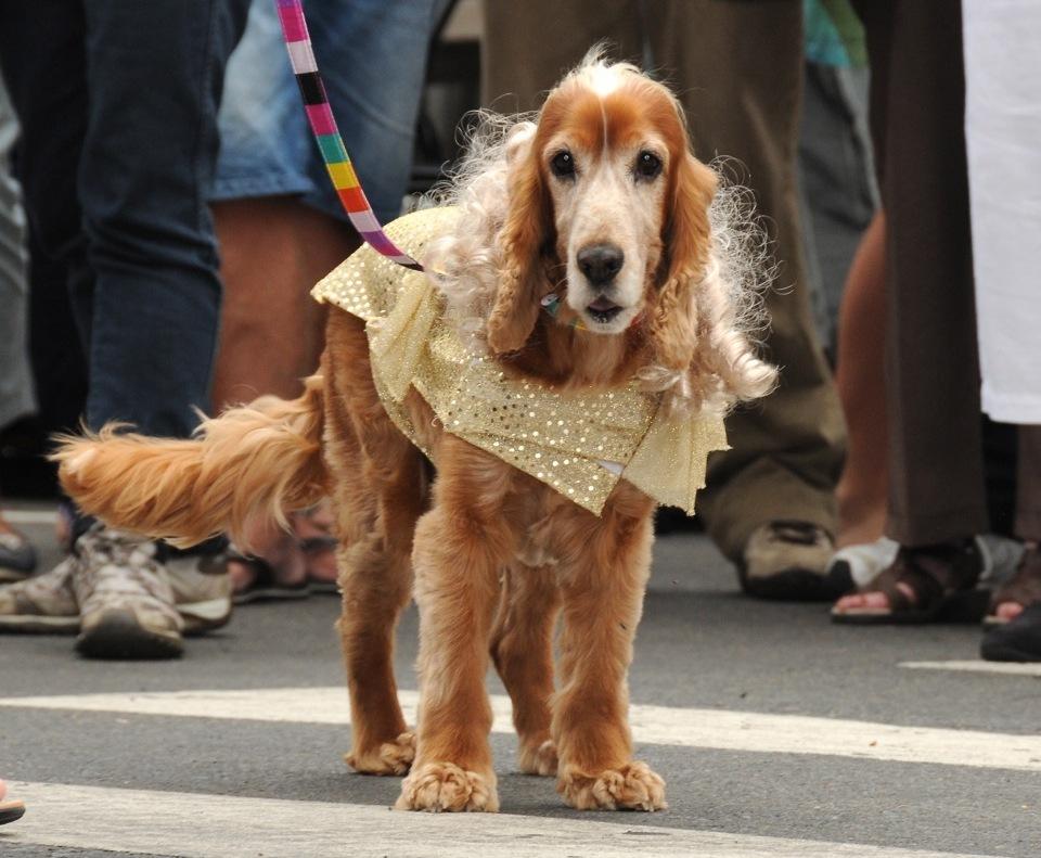 Pittwater Online News